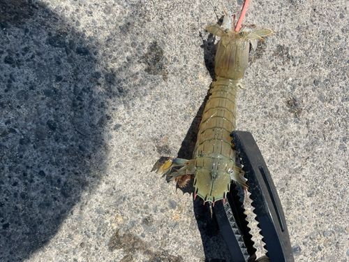 シャコの釣果