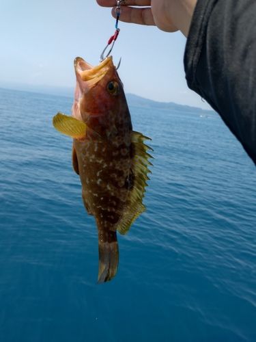 キジハタの釣果