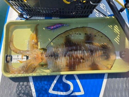 ミズイカの釣果