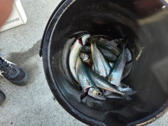 サバの釣果