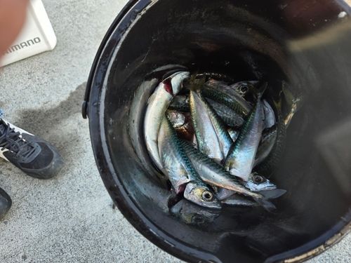 サバの釣果