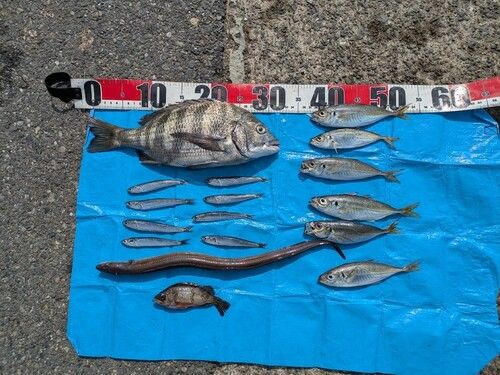 アナゴの釣果