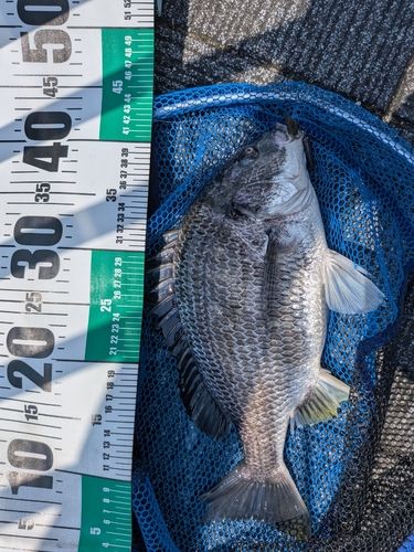 キビレの釣果
