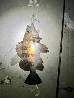 メバルの釣果