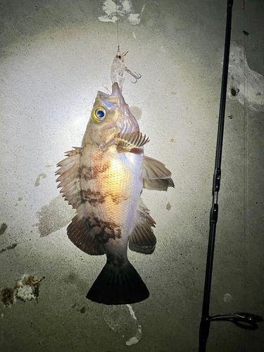 メバルの釣果