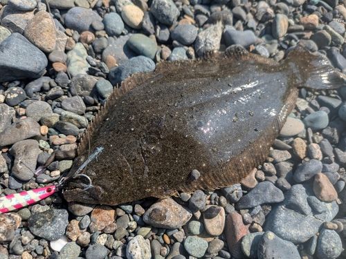 ソゲの釣果