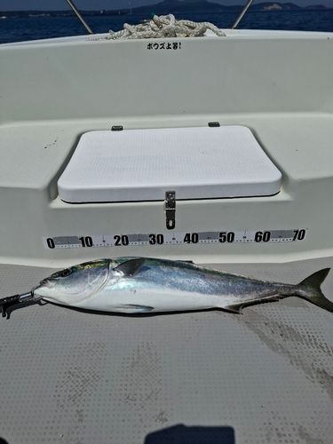 ワラサの釣果
