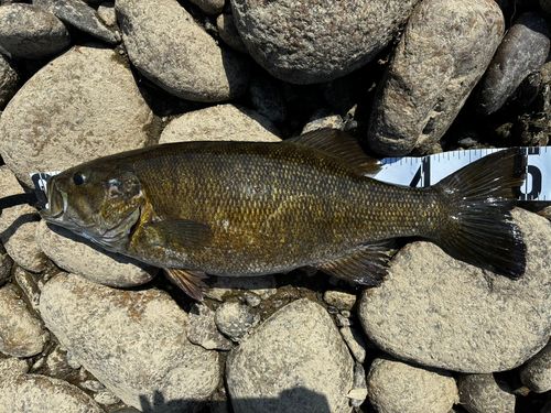 スモールマウスバスの釣果