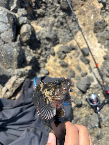 クロソイの釣果