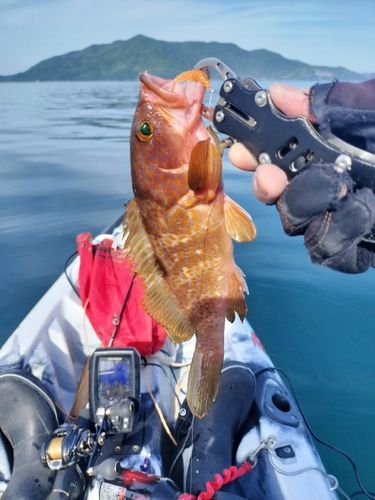 キジハタの釣果