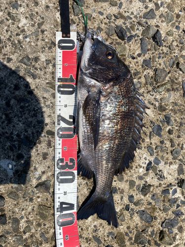 チヌの釣果