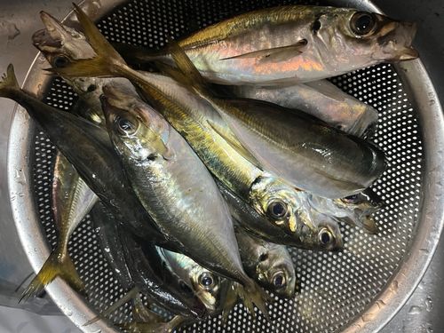マアジの釣果