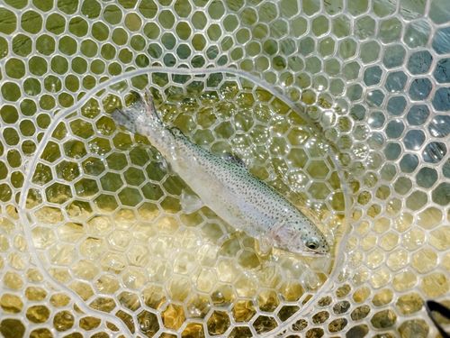 ニジマスの釣果