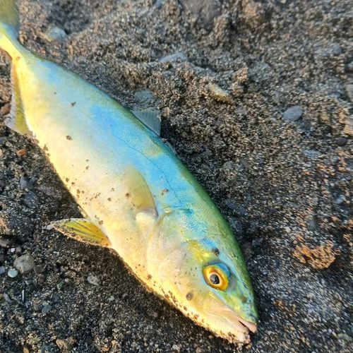 ワカシの釣果