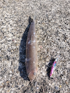 エソの釣果