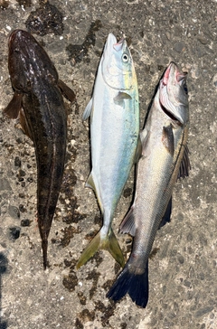 イナダの釣果