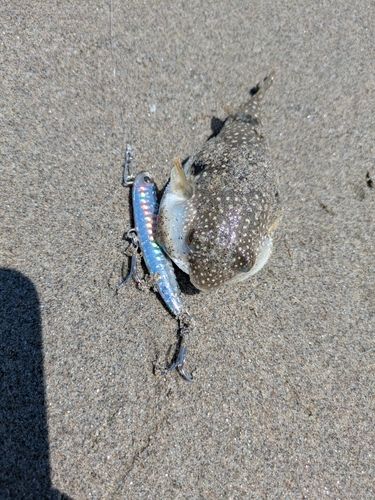 フグの釣果