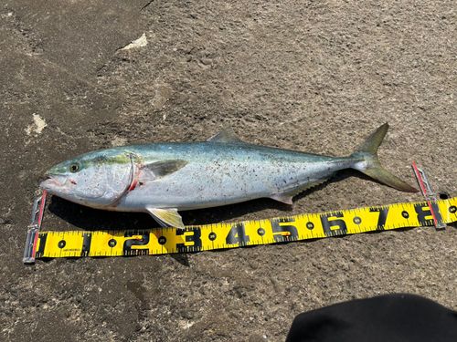 ブリの釣果
