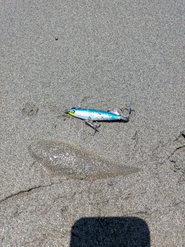 シタビラメの釣果