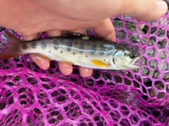 アマゴの釣果