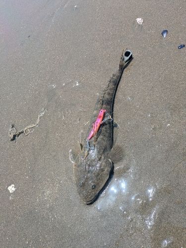 マゴチの釣果