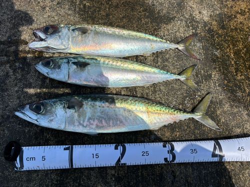 サバの釣果