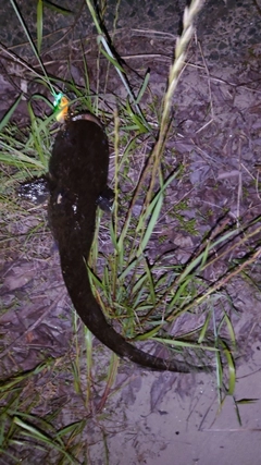ナマズの釣果