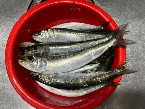 マイワシの釣果