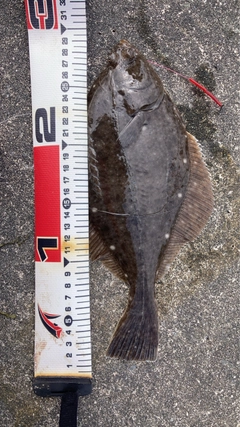 カレイの釣果
