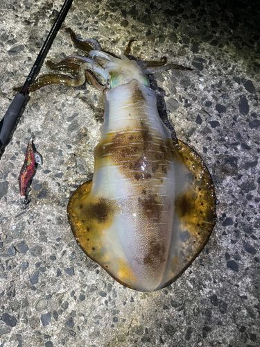 アオリイカの釣果