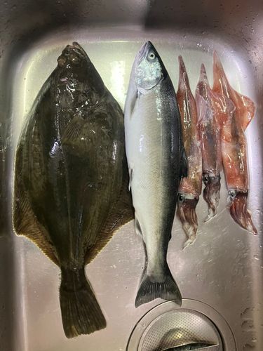 ヤリイカの釣果