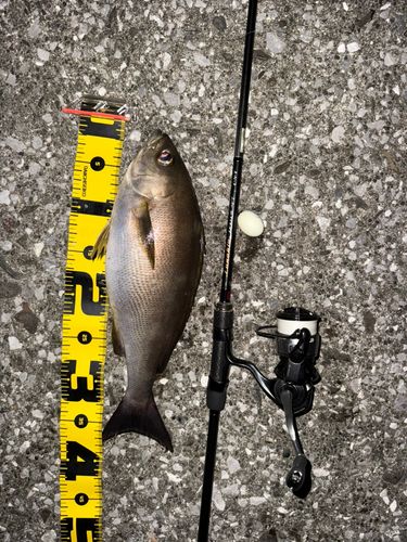 イサキの釣果