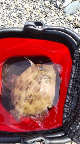 カワハギの釣果
