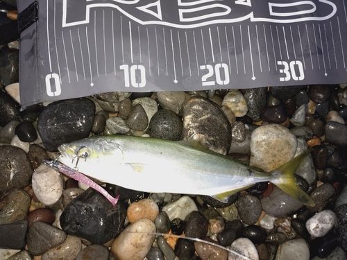 ワカシの釣果