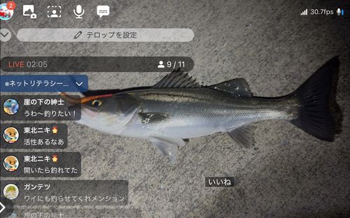 シーバスの釣果