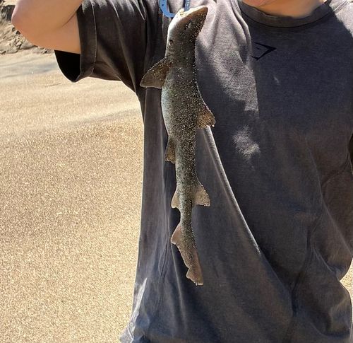 サメの釣果