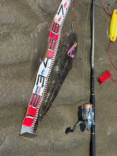 マゴチの釣果