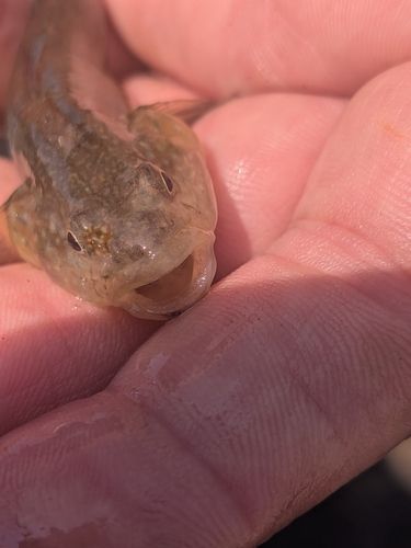 ヌマチチブの釣果