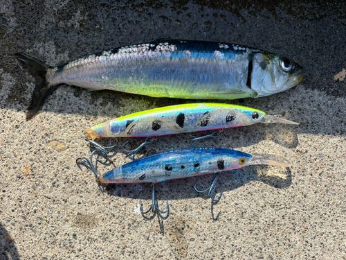 マイワシの釣果