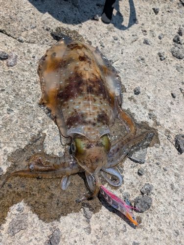 アオリイカの釣果