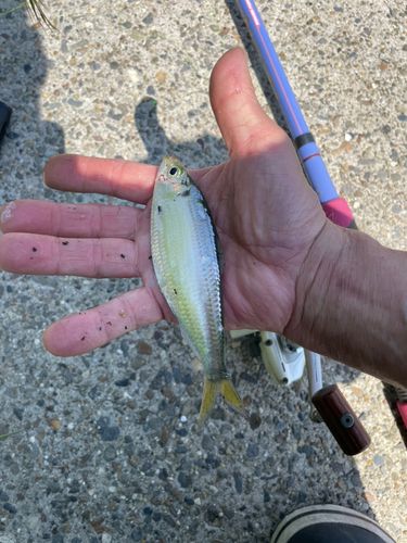 サッパの釣果