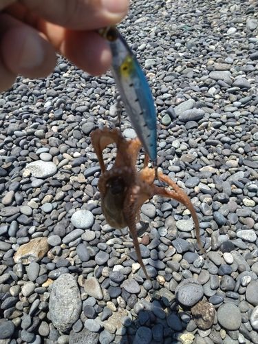 イイダコの釣果