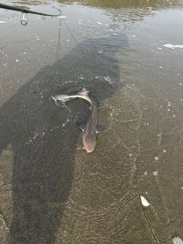 サメの釣果