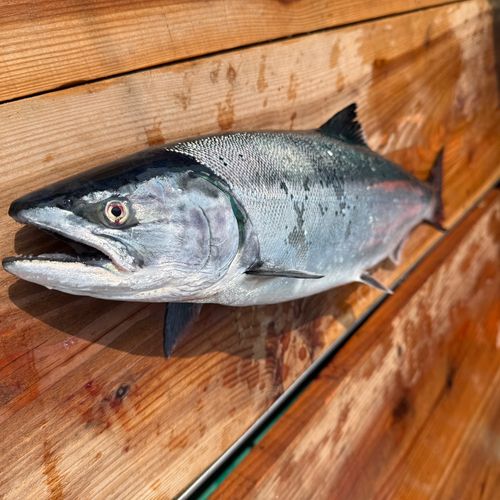 サクラマスの釣果