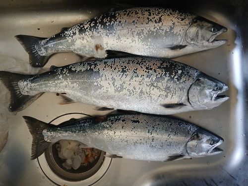 サクラマスの釣果