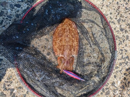 コウイカの釣果