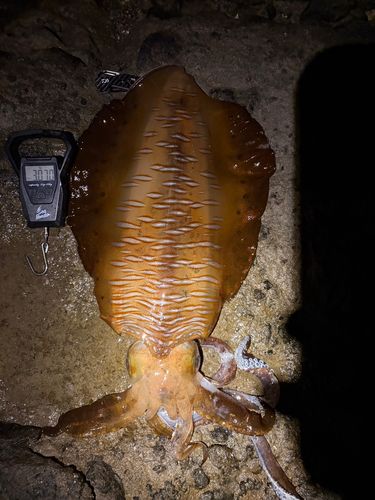 アオリイカの釣果