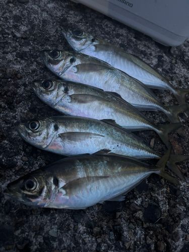 アジの釣果