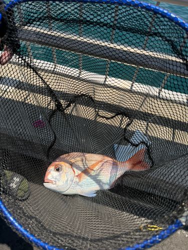 マダイの釣果