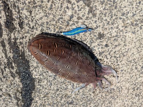 コウイカの釣果